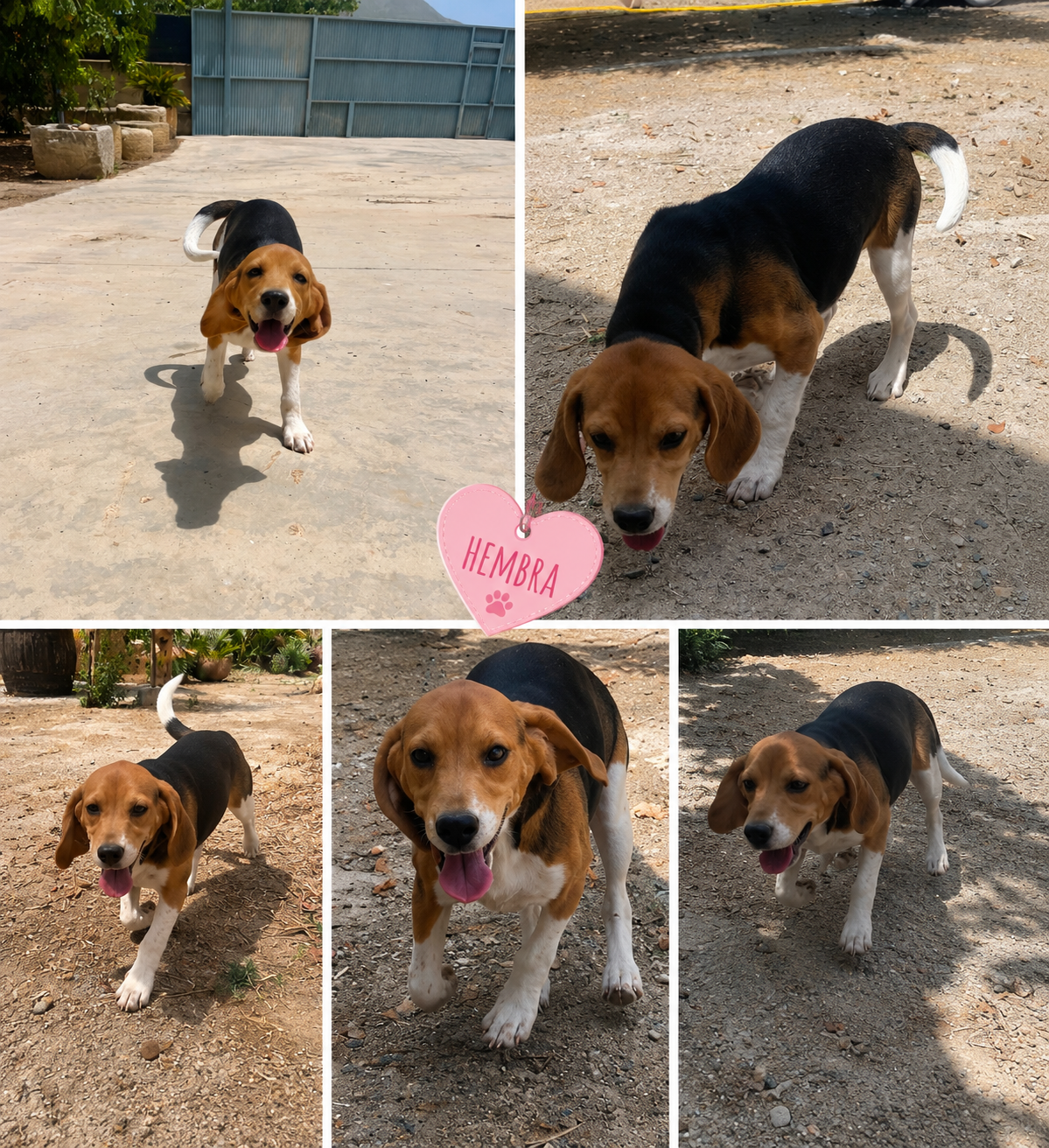 filhote de beagle tricolor 