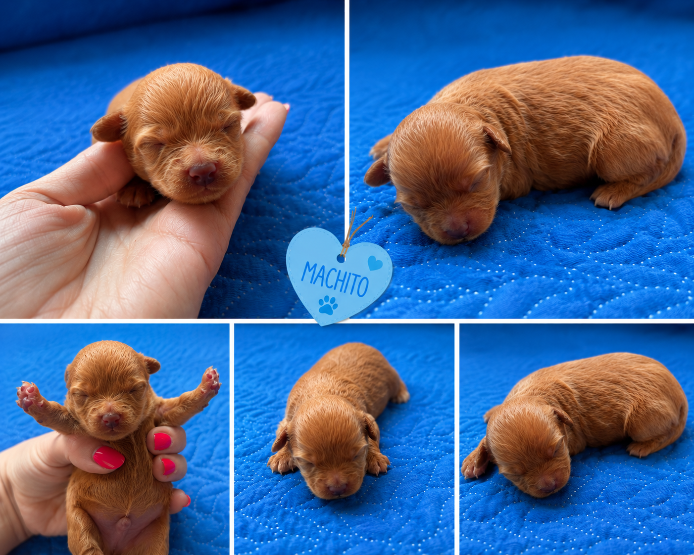 Cachorro Maltipoo rojo 3 kg aproximadamente de adulto