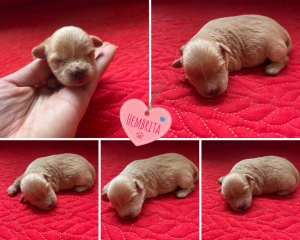 Cachorro de raza Maltipoo color crema tipo