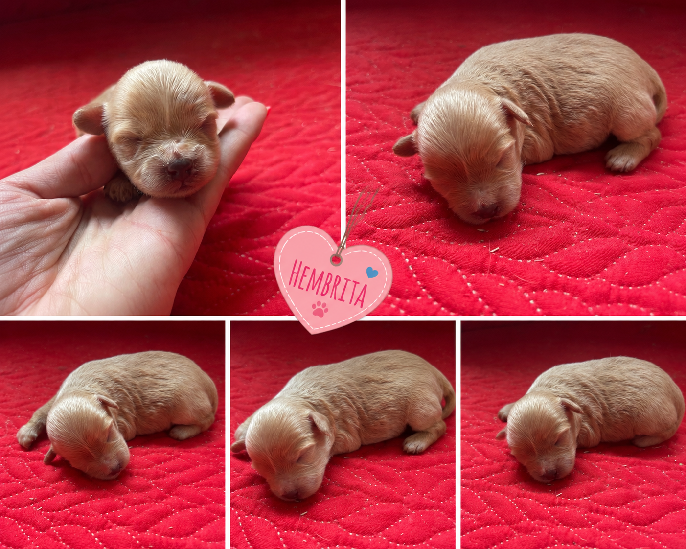 Cachorro Maltipoo crema 