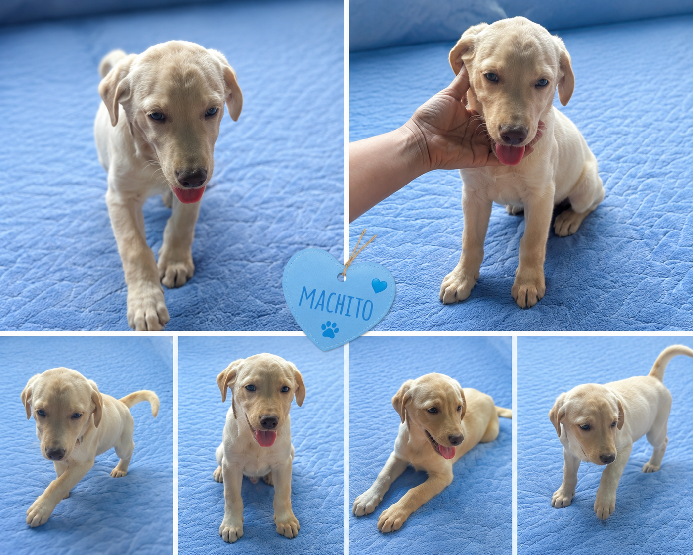 Chiot Labrador crème