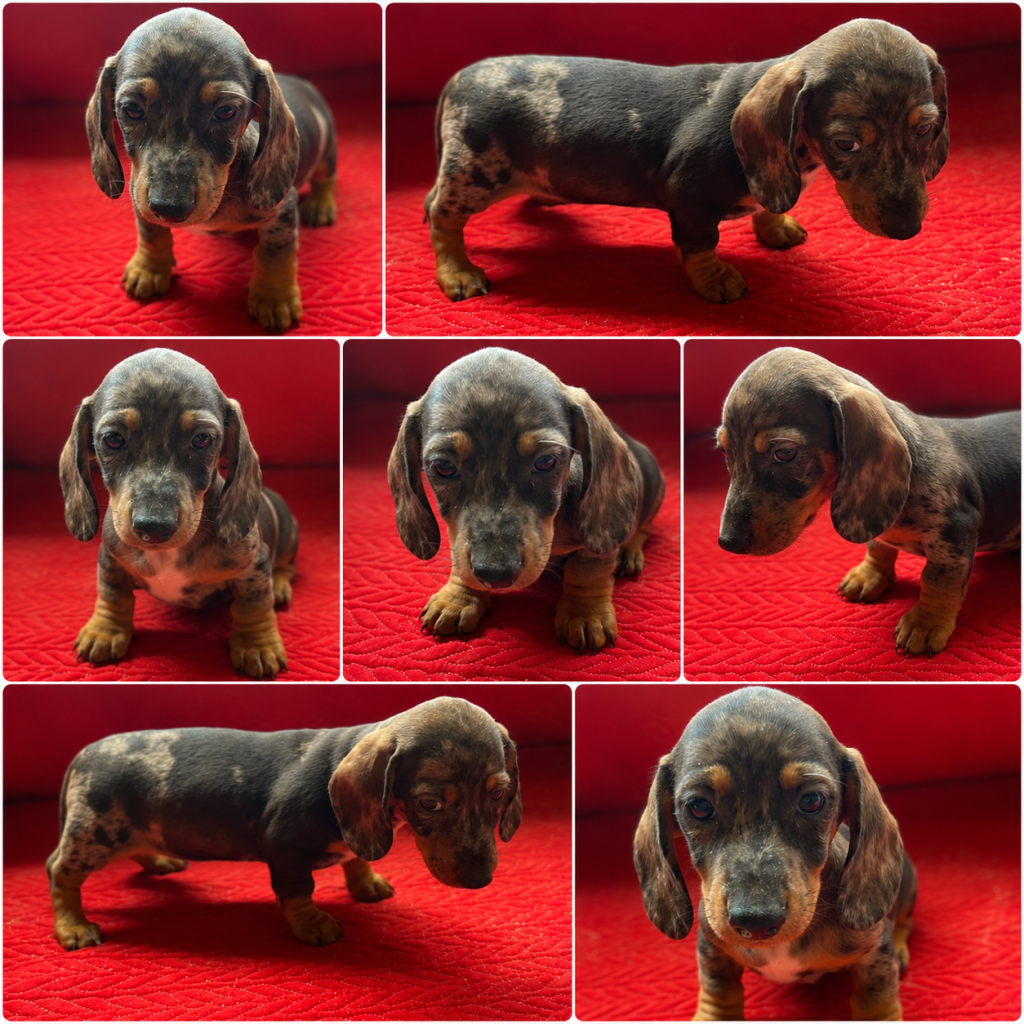 Cachorro de raza Teckel color Merlé tipo