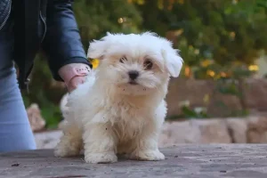 bichon maltes cachorro - diana de la jara 2 (1)