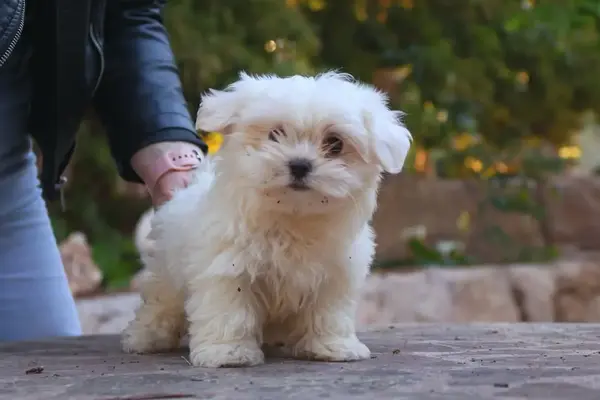 Cachorro de bichón maltés blanco del criadero Diana de la Jara