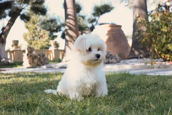 Perro bichón maltés cachorro criado en Diana de la Jara