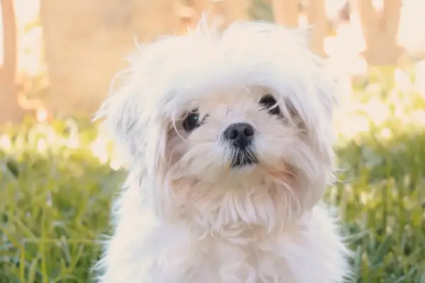 Cachorro de bichón maltés ideal para familias con niños - criadero Diana de la Jara