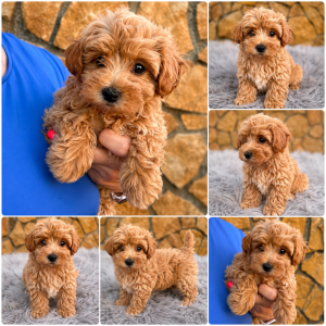 Cachorro de raza Maltipoo color Crema tipo