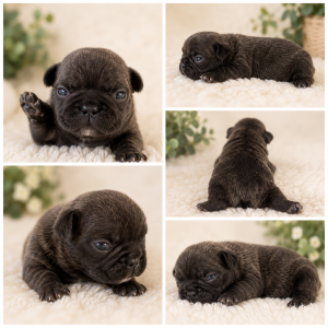 Cachorro de raza Buldog Francés color Negro tipo