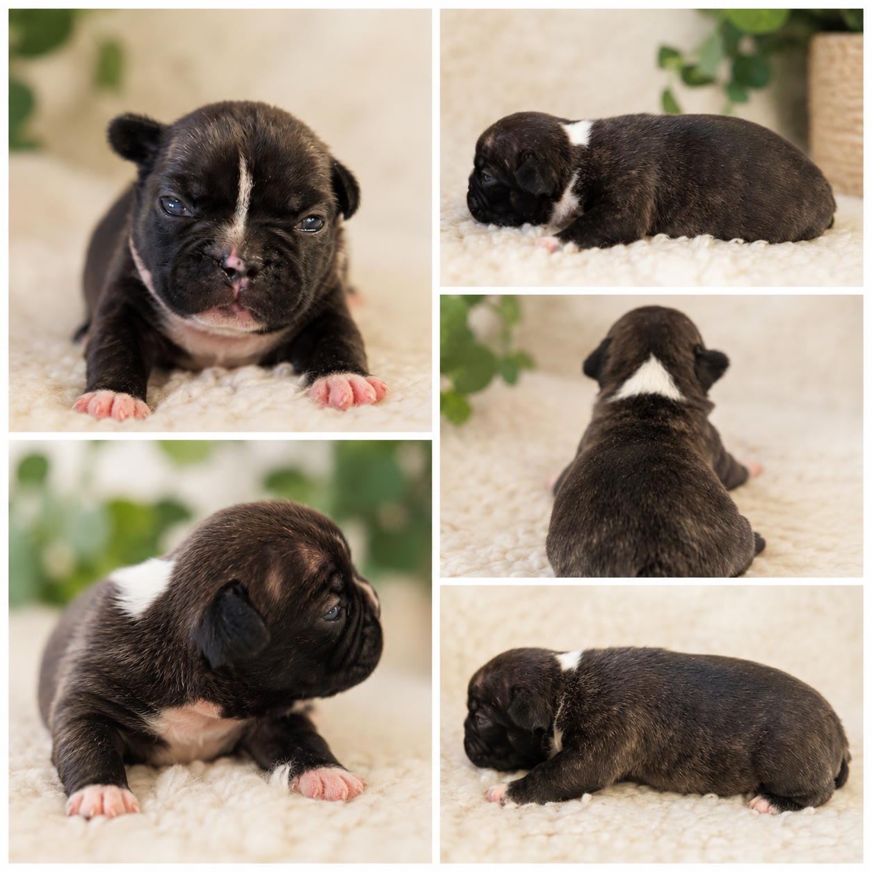 Cachorro Buldog Francés Negro 