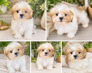 Cachorro de raza Shitzu color Blanco y canela tipo 3/4kg