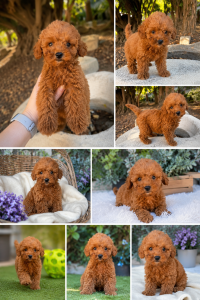 Cachorro de raza Caniche color Rojo tipo Enano 4/5kg de adulto