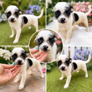 Cachorro de raza Chihuahua color Blanco y Negro tipo 2/3kg