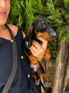 Cachorro de raza Teckel color Merlé tipo