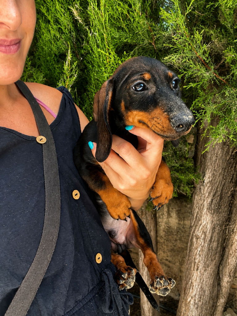 Cachorro de raza Teckel color Merlé tipo