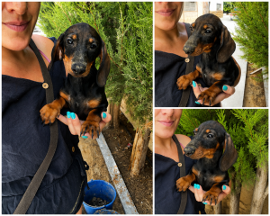 Cachorro de raza Teckel color Hoja seca tipo