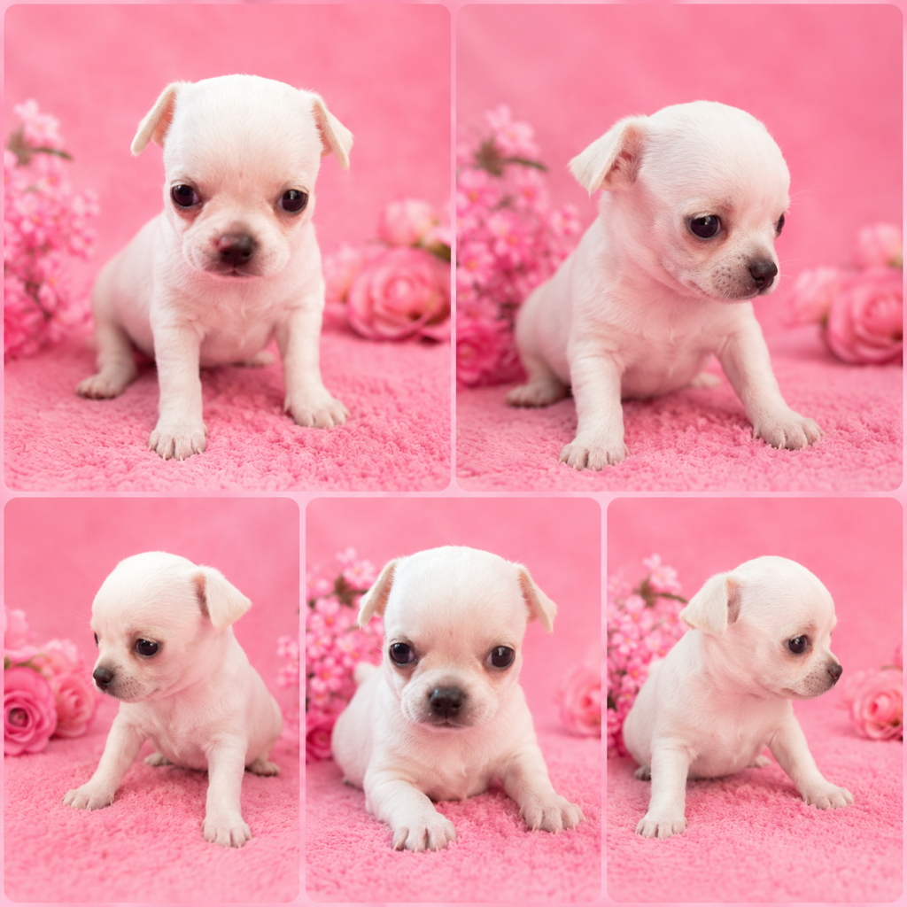 Cachorro de raza Chihuahua color Blanco tipo