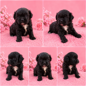 Cachorro de raza Maltipoo color Negro tipo Un cachorro pensado para quien busca calidad, exclusividad y belleza, no simplemente un Maltipoo más.