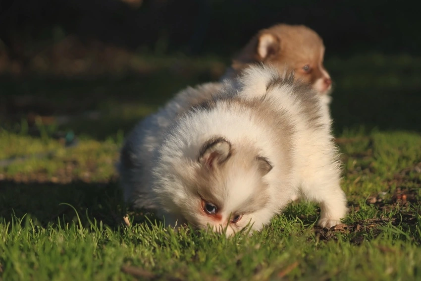 pomerania cachorro - diana de la jara