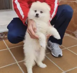 pomerania - mercedes gil - opinión reseña testimonio - diana de la jara