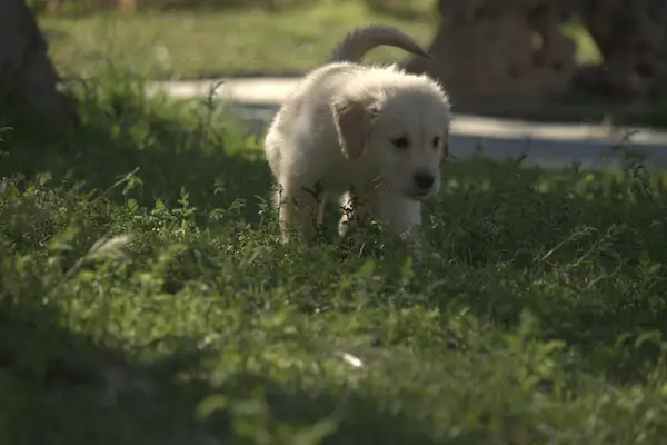 cachorro labrador retriever - diana de la jara_5 cachorro labrador retriever - diana de la jara_5