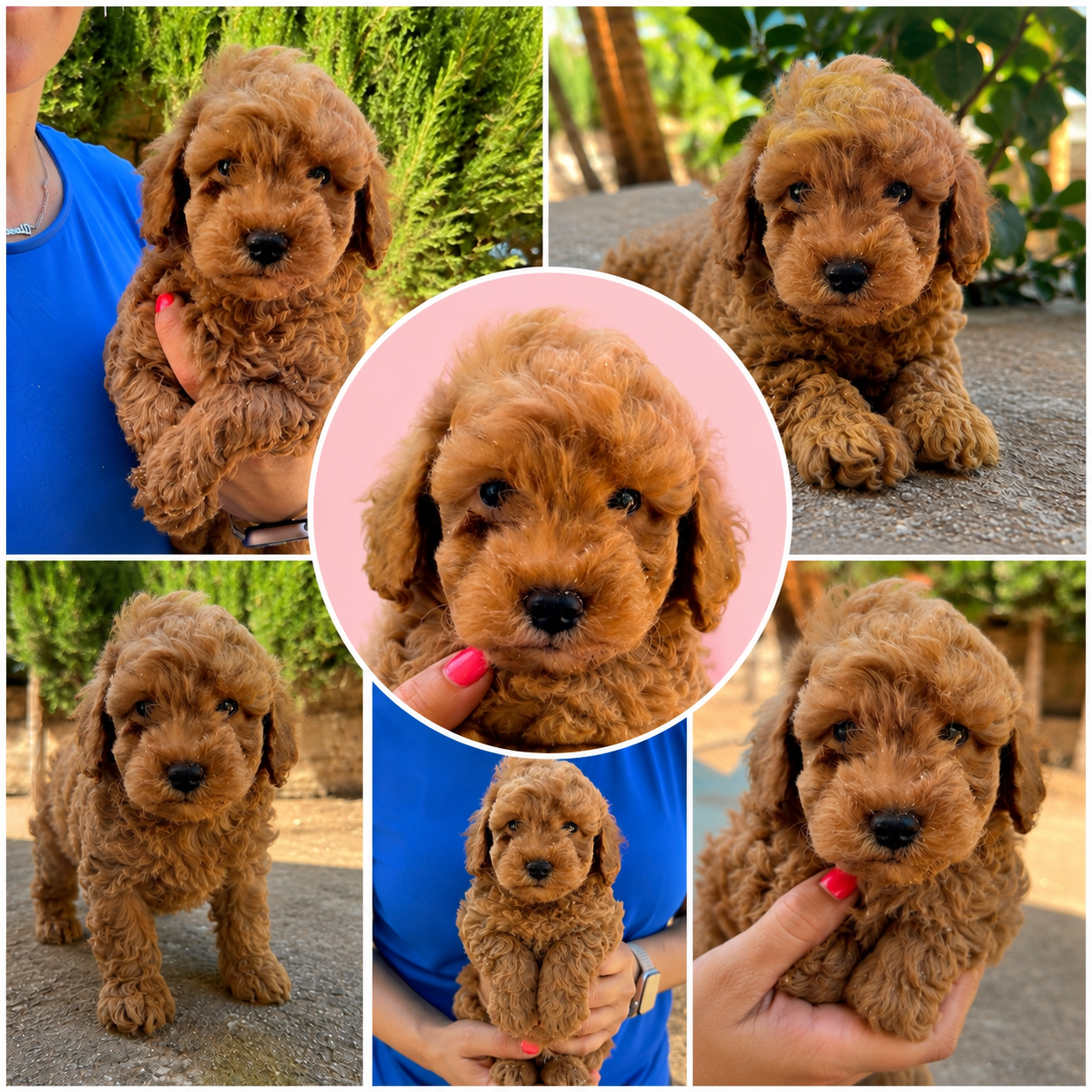 Cachorro Caniche Rojo Enano