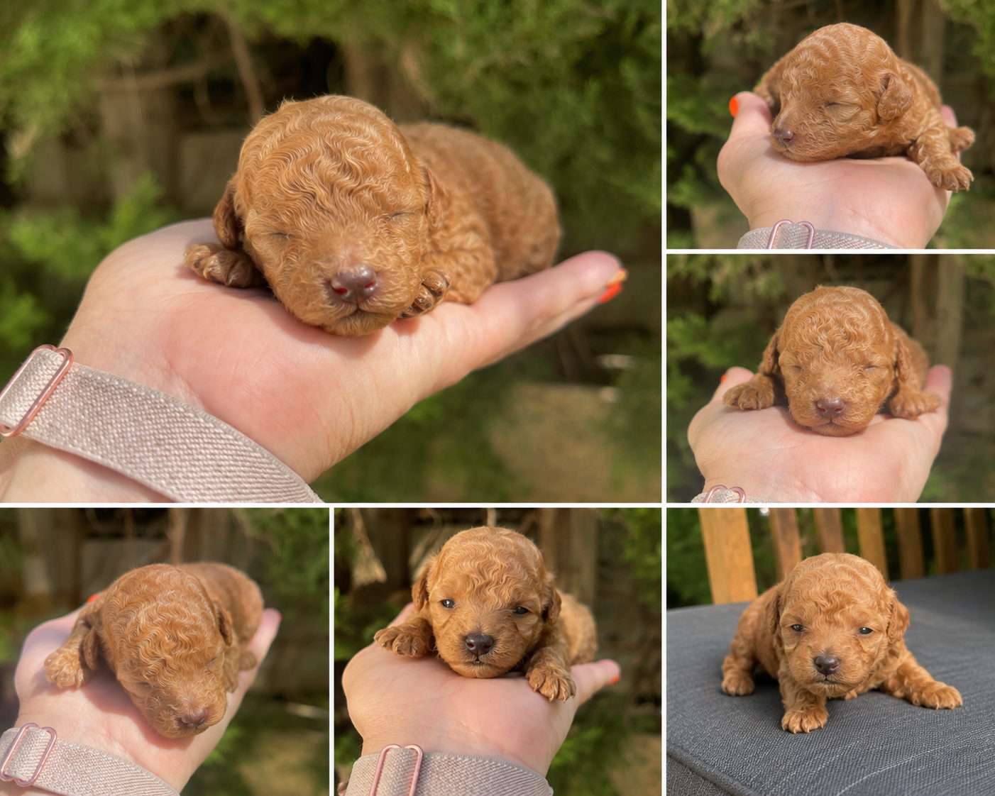 Apricot Toy Poodle Puppy