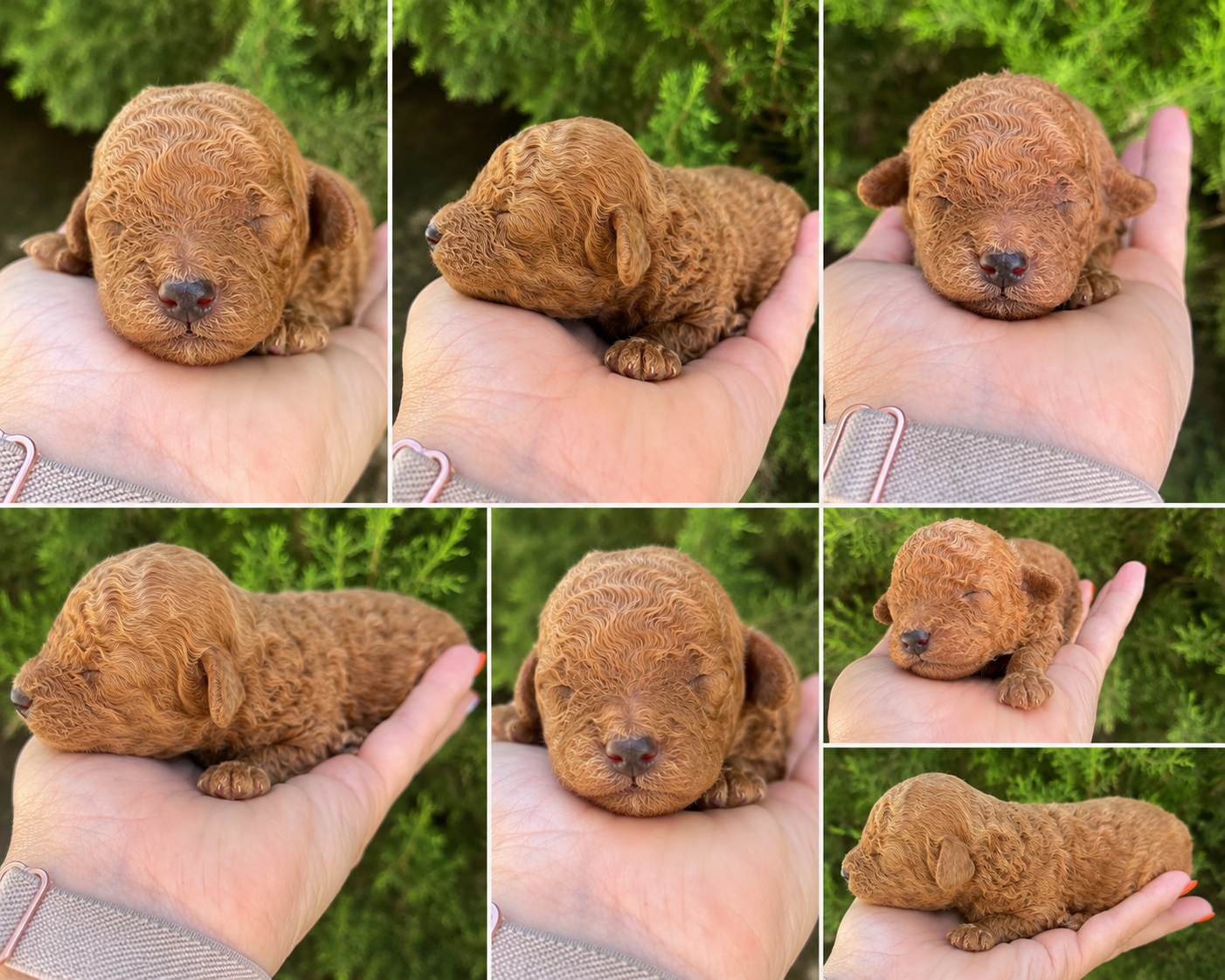 Apricot Toy Poodle Puppy