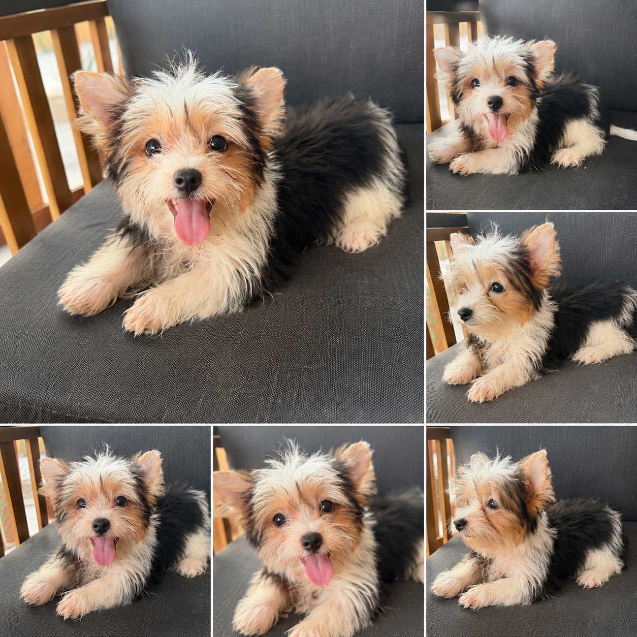 Cachorro Biewer Tricolor Toy 3kg de adulto