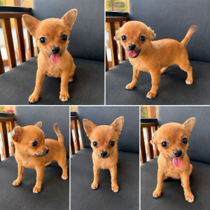 Cachorro de raza Chihuahua color Dorado tipo Destaca por su tamaño reducido, su precioso pelaje y su carácter dulce y cariñoso.