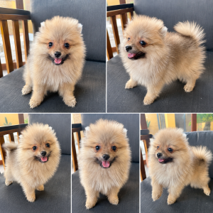 Cachorro de raza Pomerania color Sable tipo Destaca por su precioso y abunda pelaje, además de por su carácter sociable, cariñoso y juguetón.