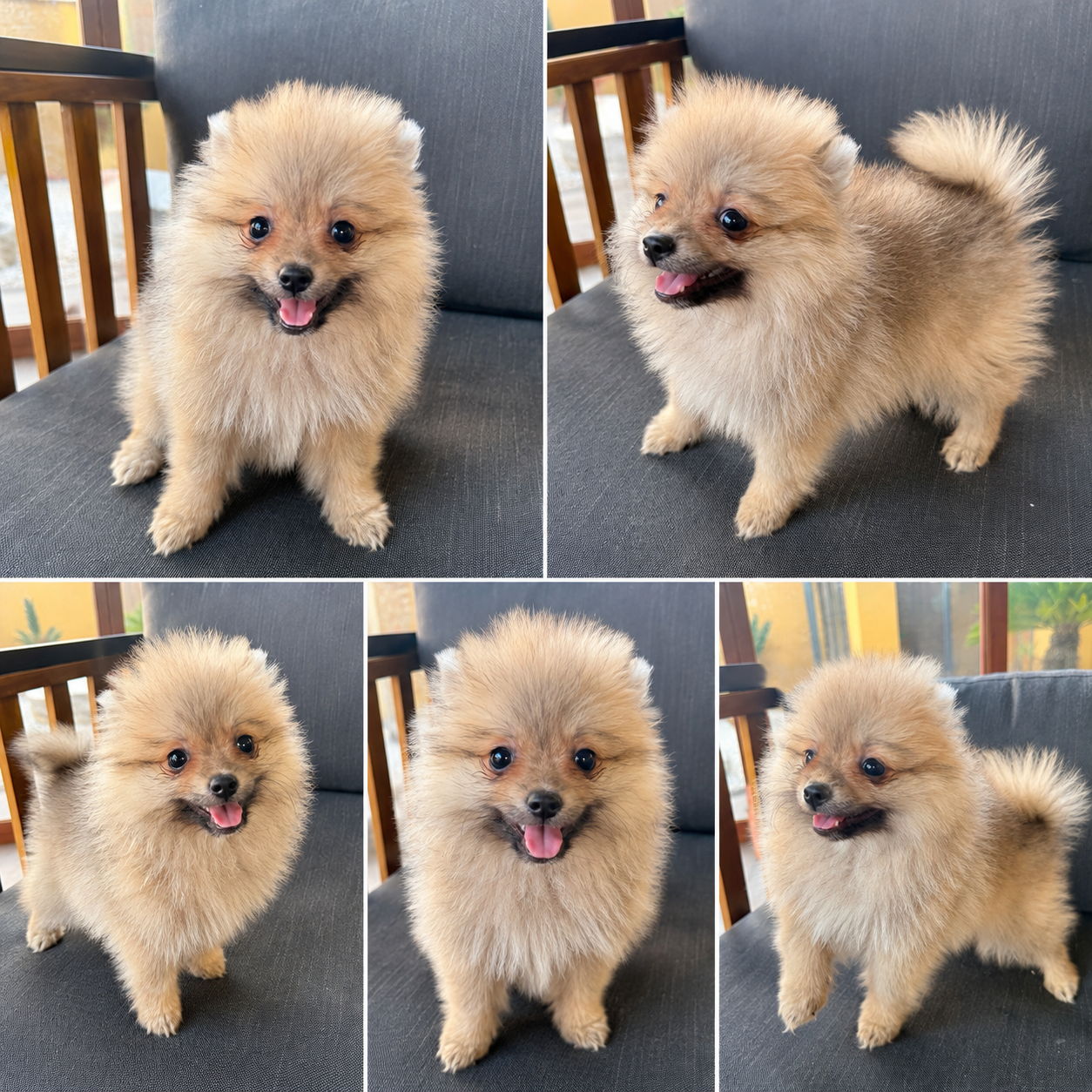 Cachorro Pomerania Sable Destaca por su precioso y abunda pelaje, además de por su carácter sociable, cariñoso y juguetón.