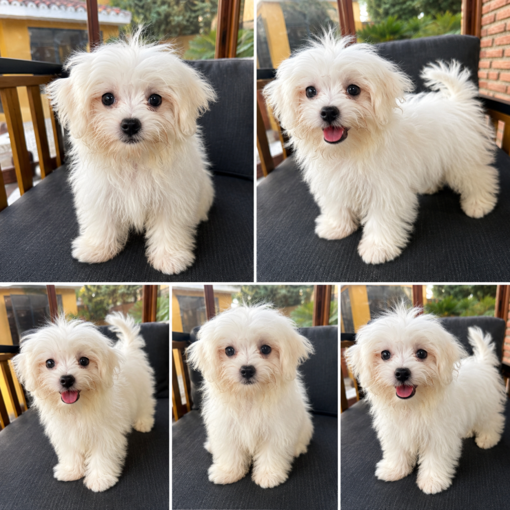Cachorro de raza Bichón Maltés color Blanco tipo