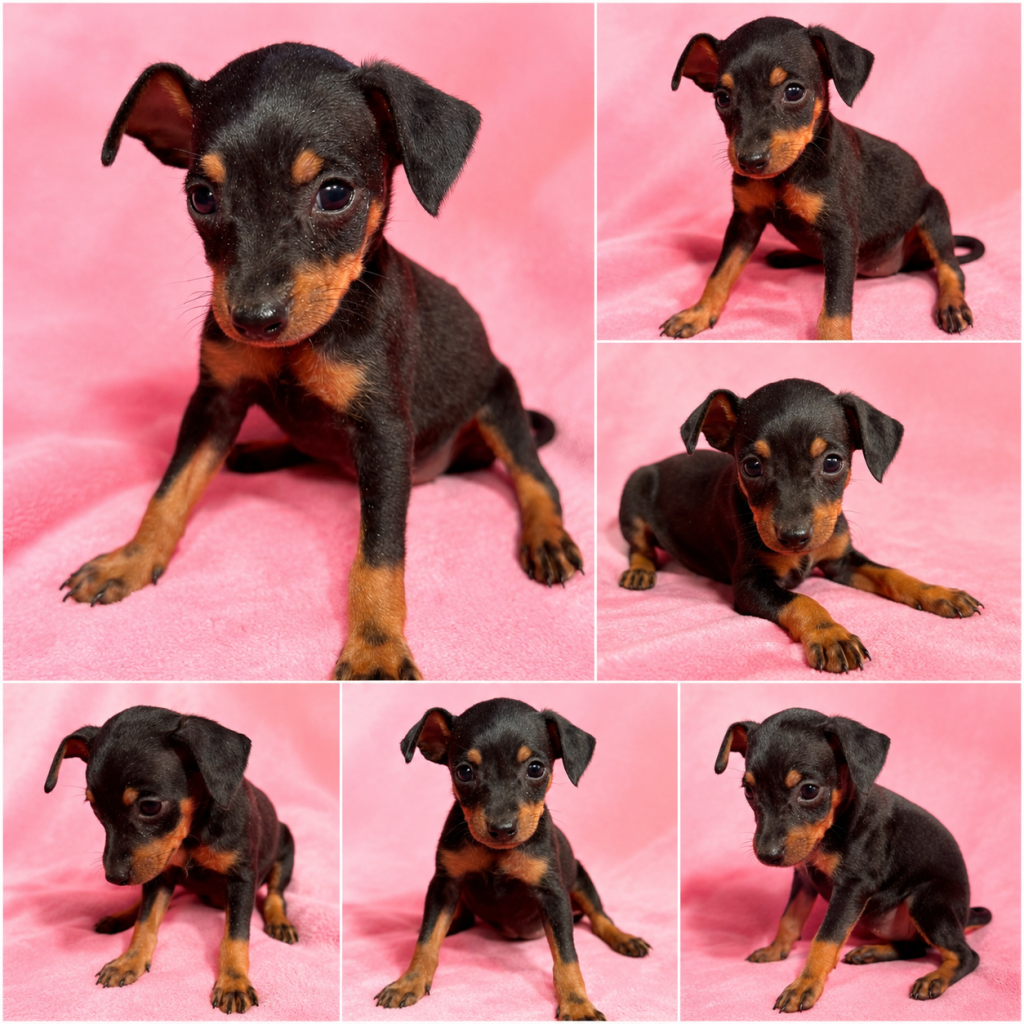 Cachorro de raza Píncher color Negro y fuego tipo