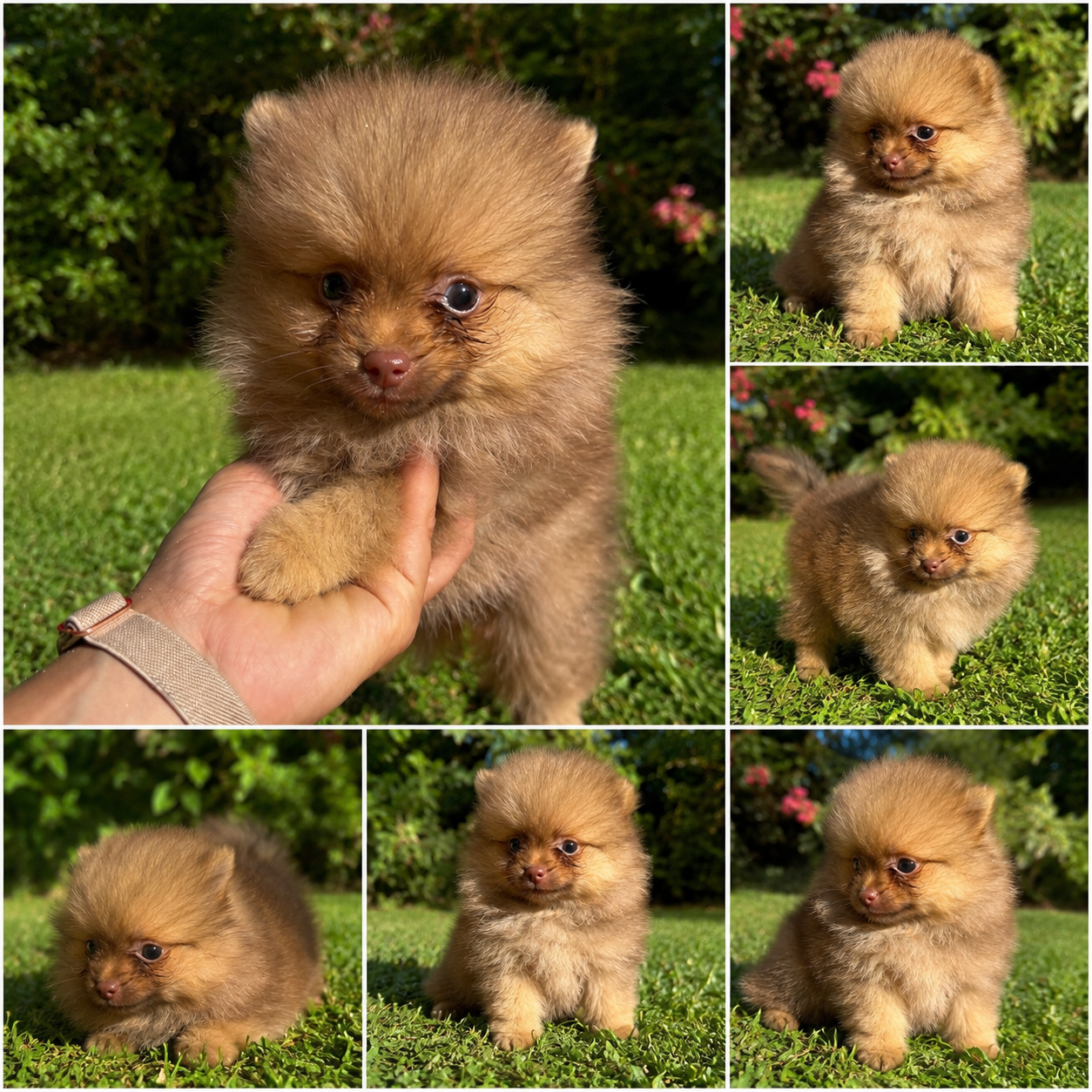 Cachorro Pomerania Dorado 