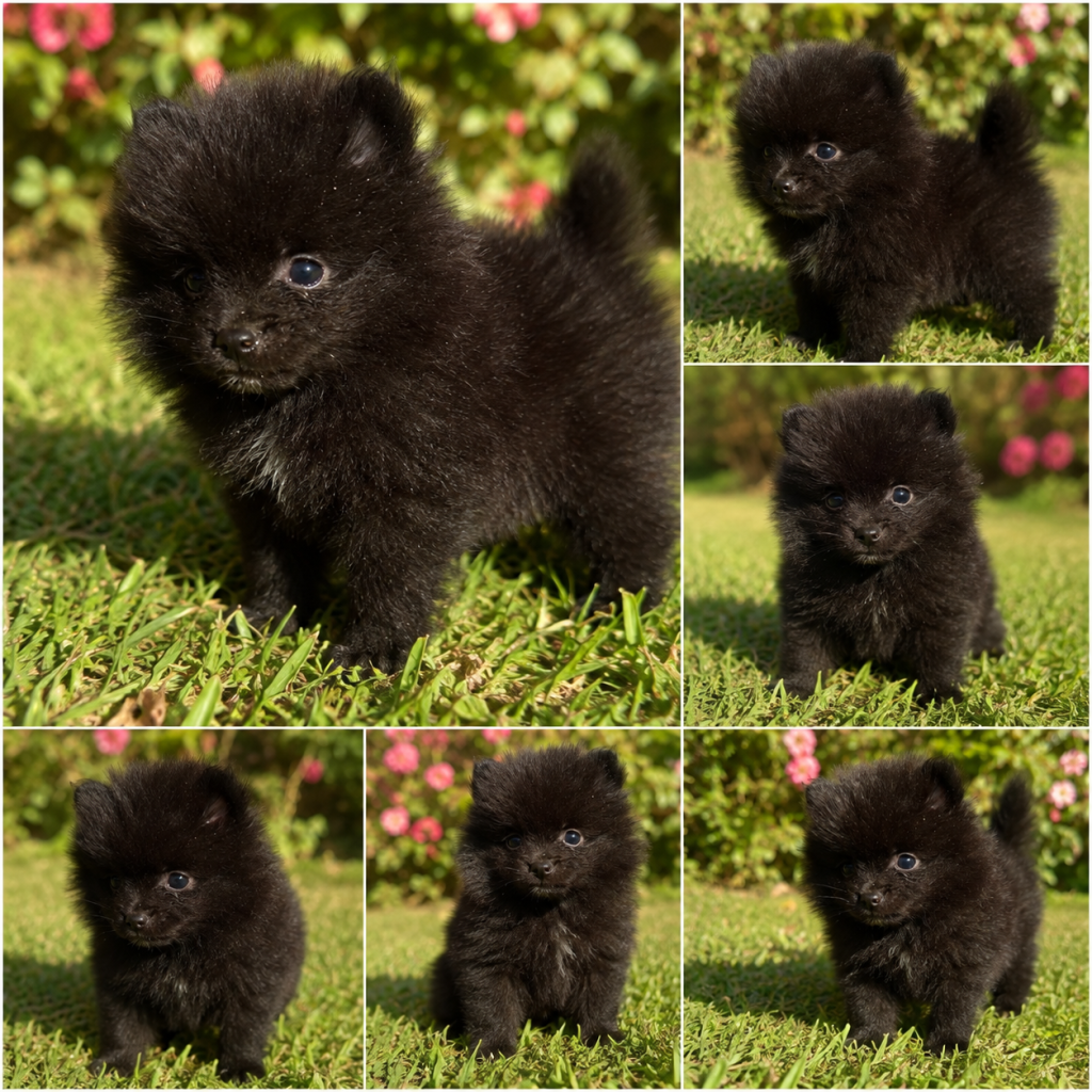 Cachorro de raza Pomerania color Negro tipo