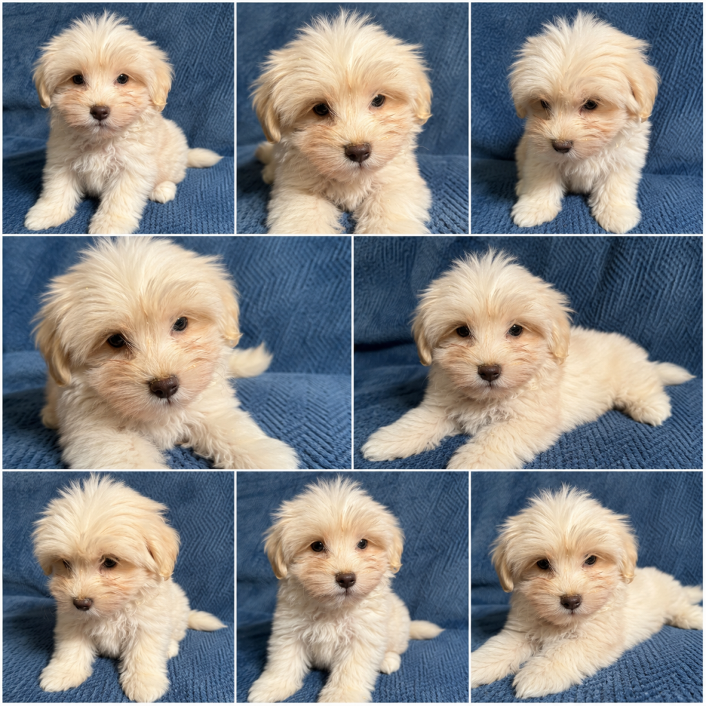 Cachorro de raza Maltipoo color Crema tipo Pesará 3 o 4kg de adulto