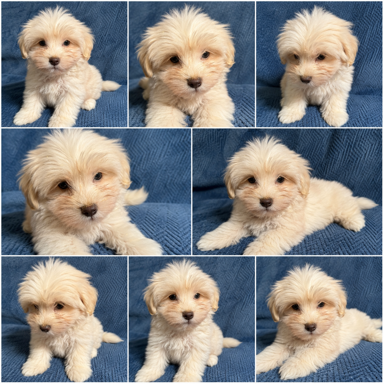 Cachorro Maltipoo Crema Pesará 3 o 4kg de adulto