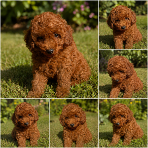 Cachorro de raza Caniche color Rojo tipo Enano 5 o 6 kg de adulto