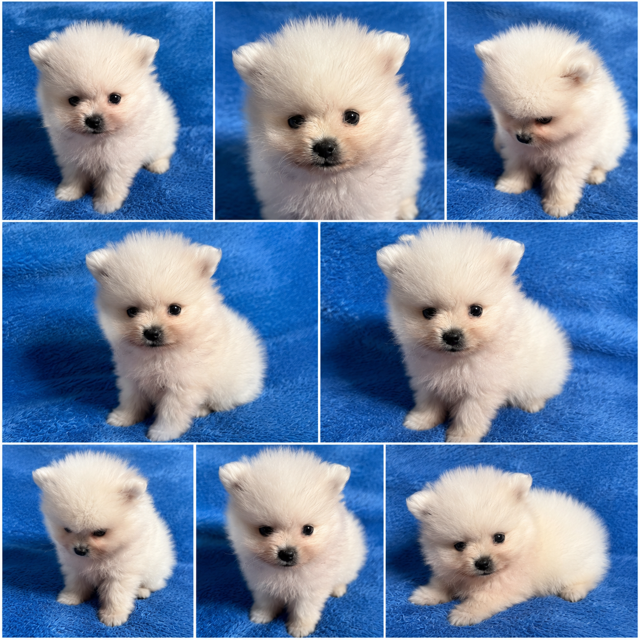Cachorro Pomerania Blanco Toy