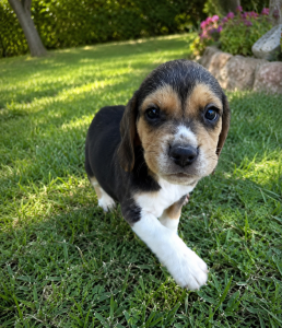 Chiot Beagle, type tricolore