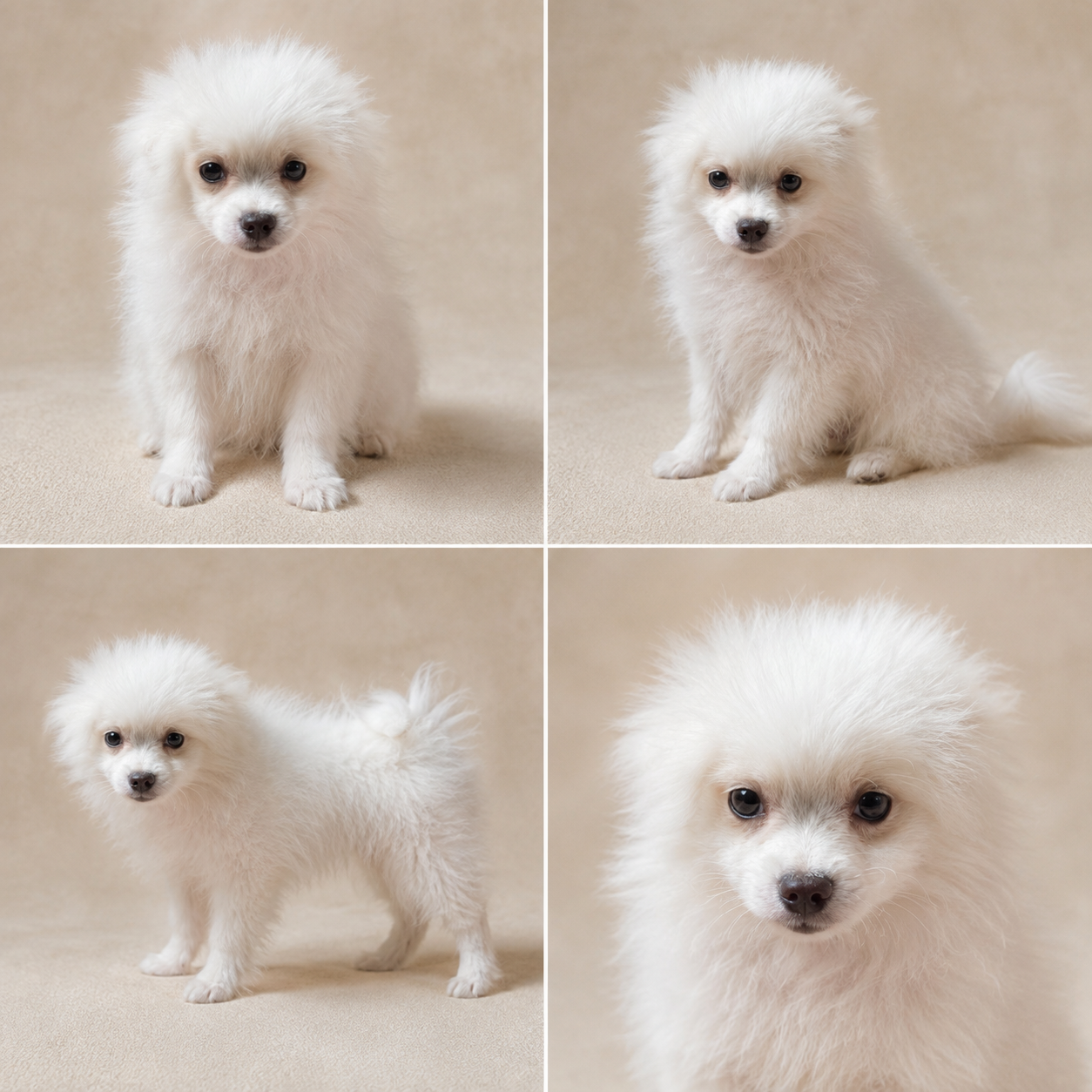 Cachorro Pomerania Blanco Pesará 3 o 4 kg de adulto