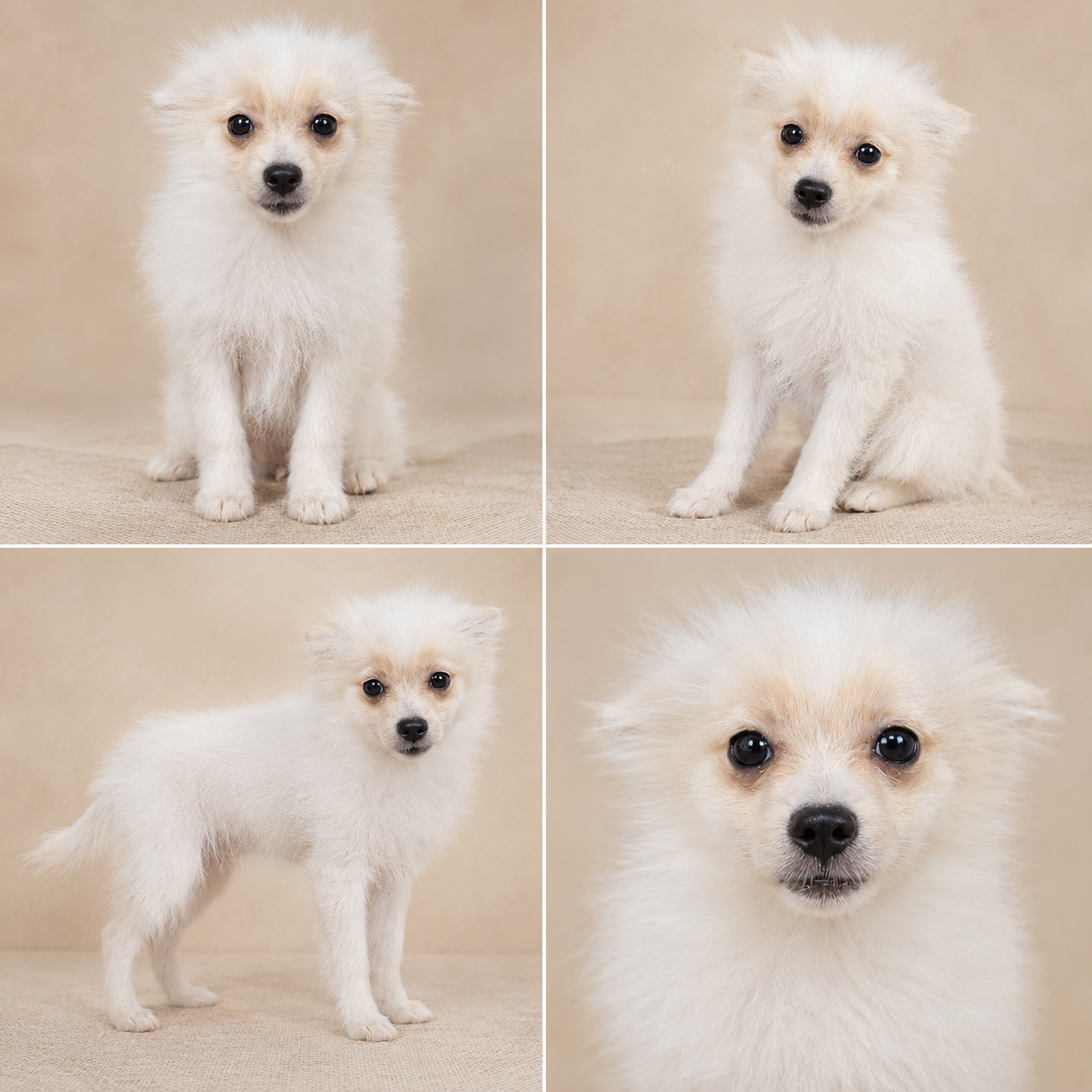 Cachorro Pomerania Blanco Peso de adulto 3 o 4 kg