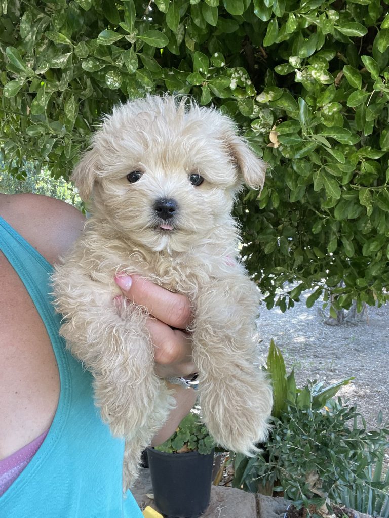 Cachorro de raza Maltipoo color Crema tipo de 3 a 4 kg aproximadamente de adulto