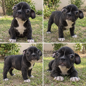 Cachorro de raza Buldog Francés color Negro tipo