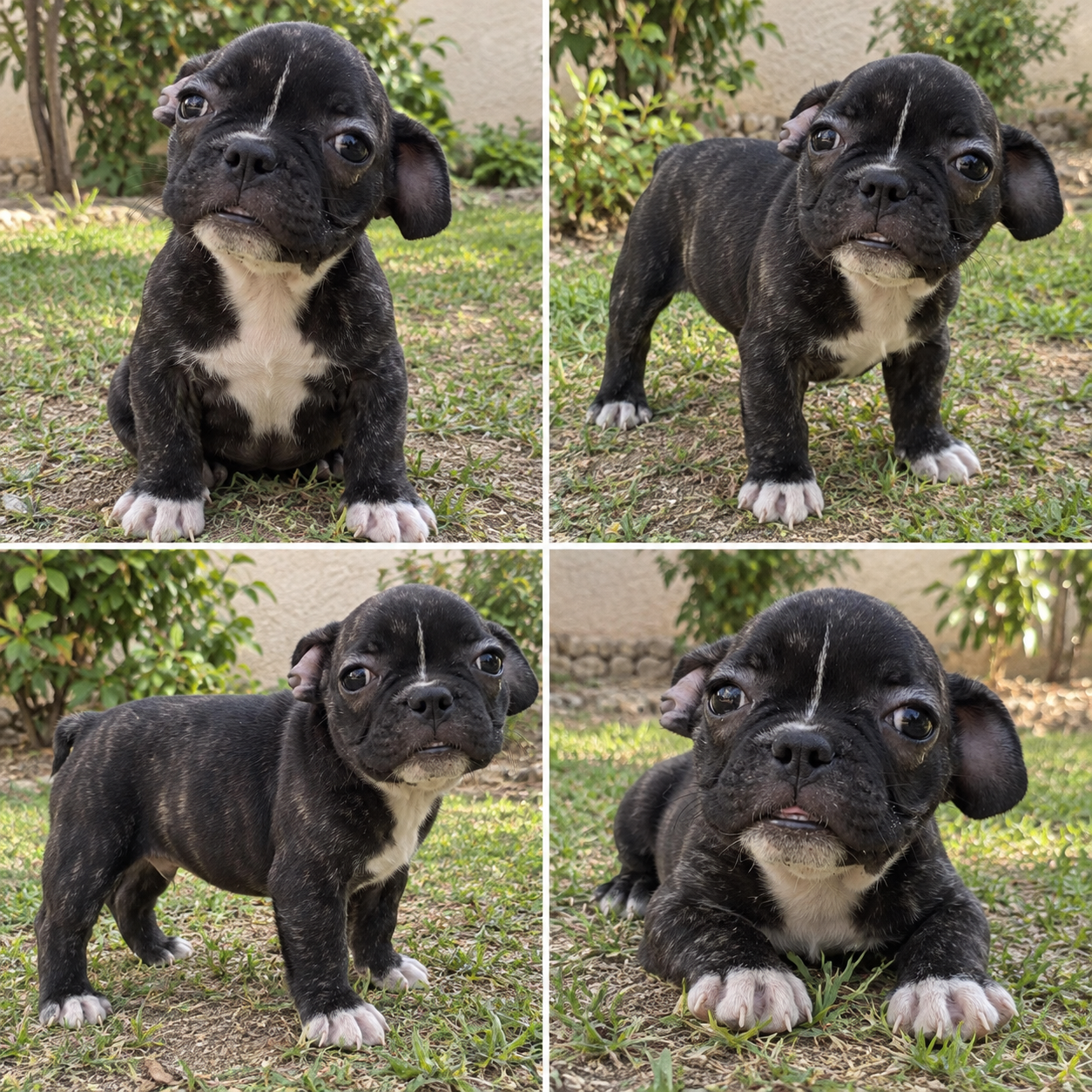 Cachorro Buldog Francés Negro 
