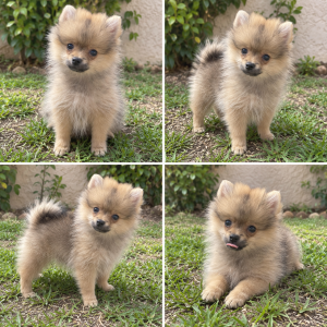 Cachorro de raza Pomerania color Sable tipo Mini. Peso estimado de adulto