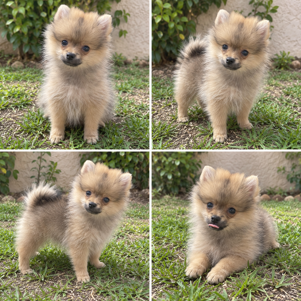 Cachorro Pomerania Sable Mini. Peso estimado de adulto