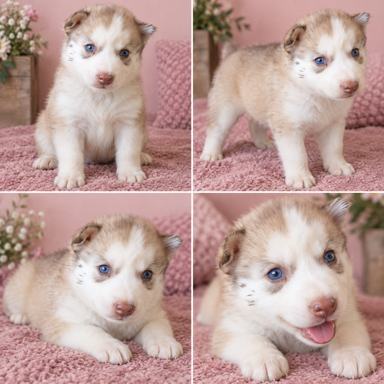 Cachorro Husky Siberiano Blanco y negro