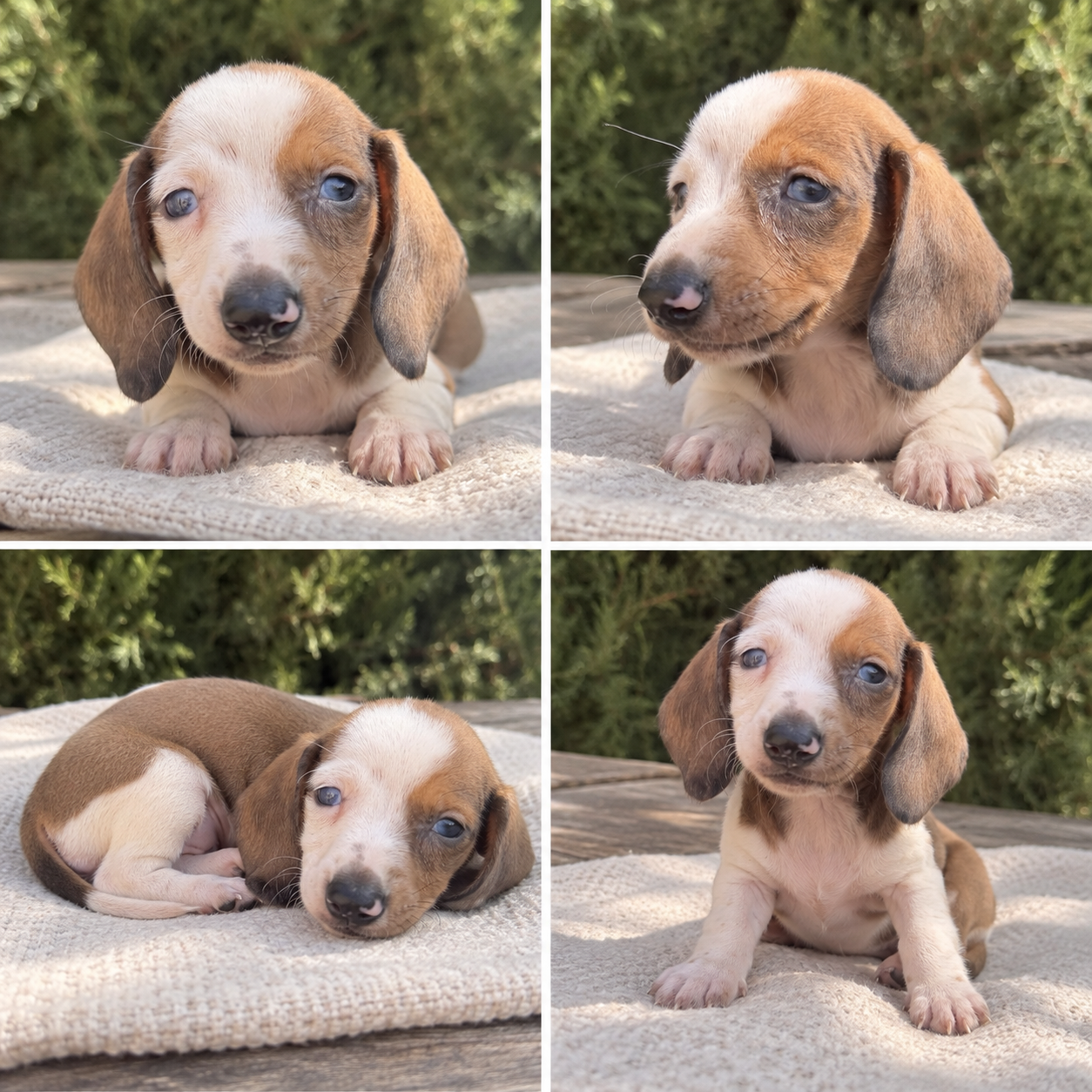 Chiot teckel merle