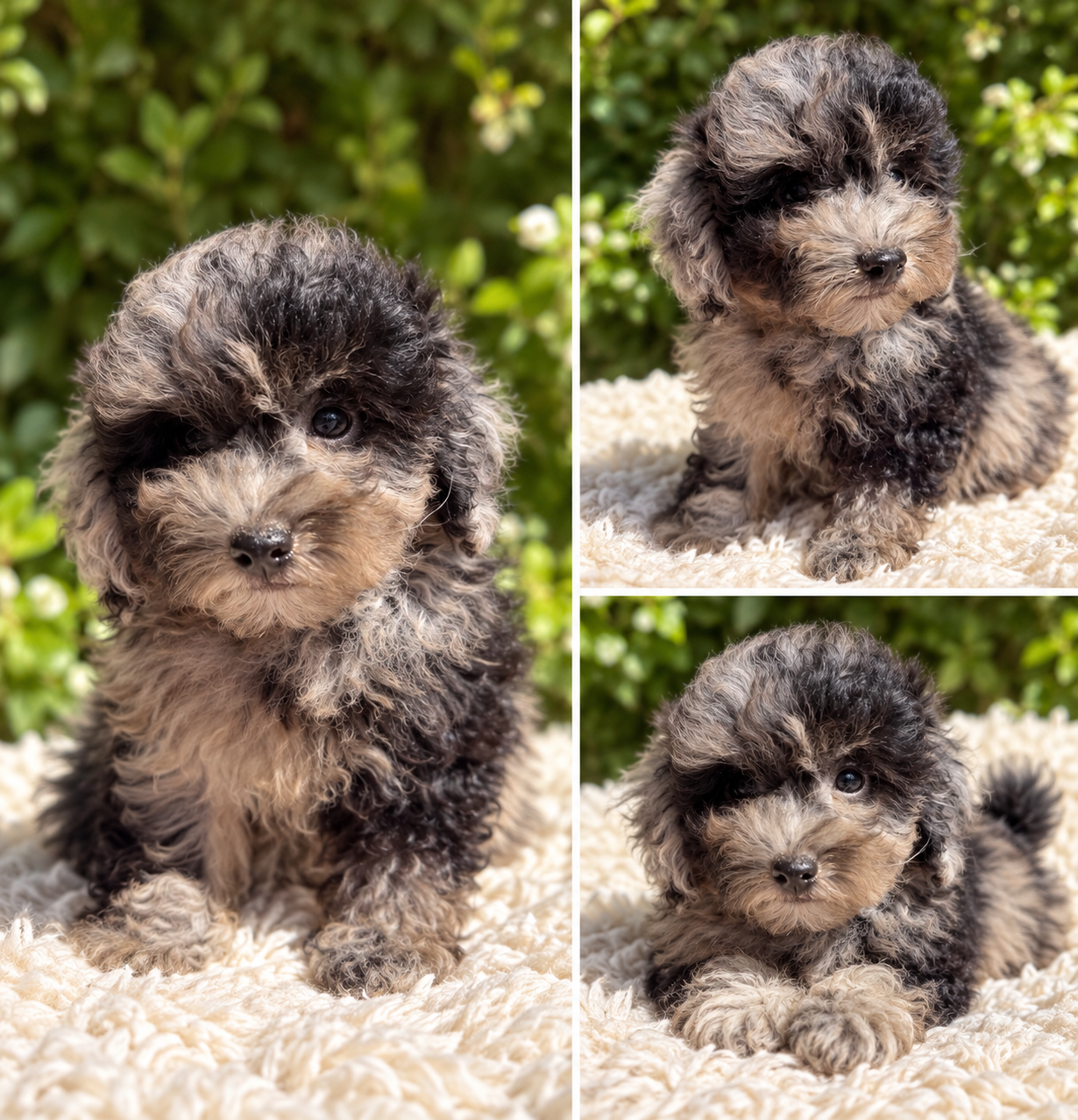 Cachorro Maltipoo Merlé Pesará 5kg de adulta